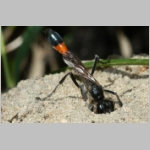 Ammophila sabulosa - Sandwespe 62-w01d 22mm beim Nestaushub - OS-Wallenhorst Sandkuhle.jpg